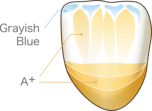 Anterior Tooth